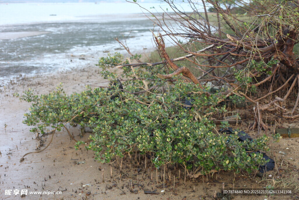 海边红树林