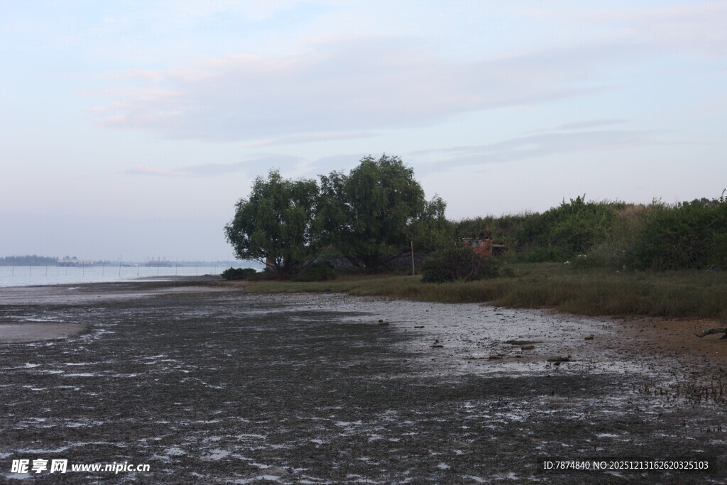 黄昏海边的树木与滩涂