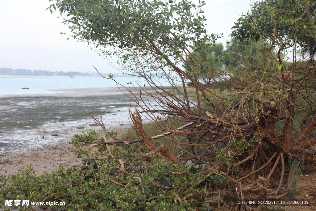 海边红树林景观