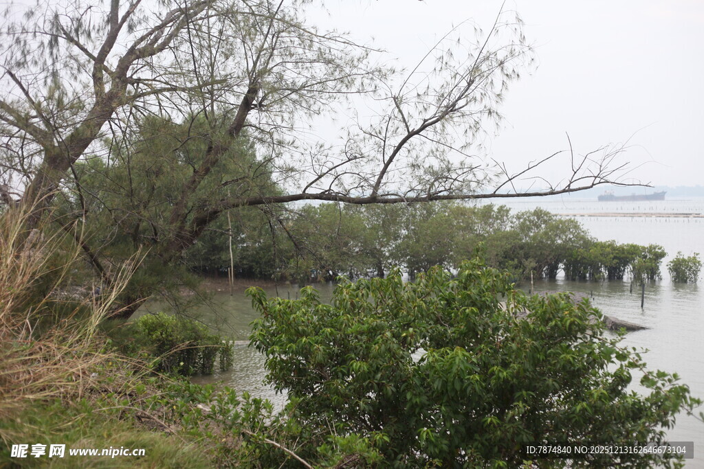 河畔树木与绿植景观