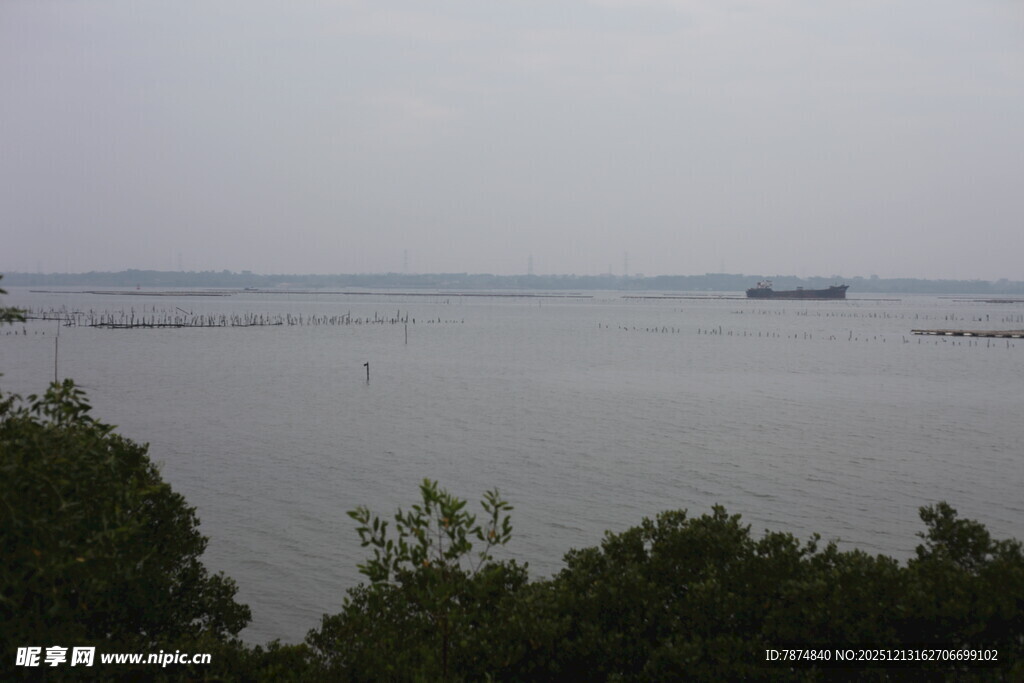 海边红树林景观