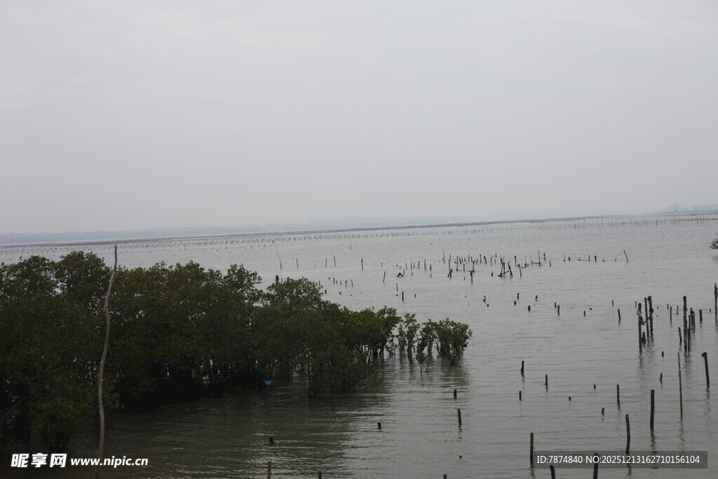 海边红树林景观