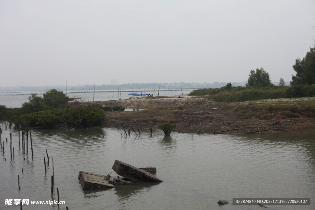 海边红树林景观