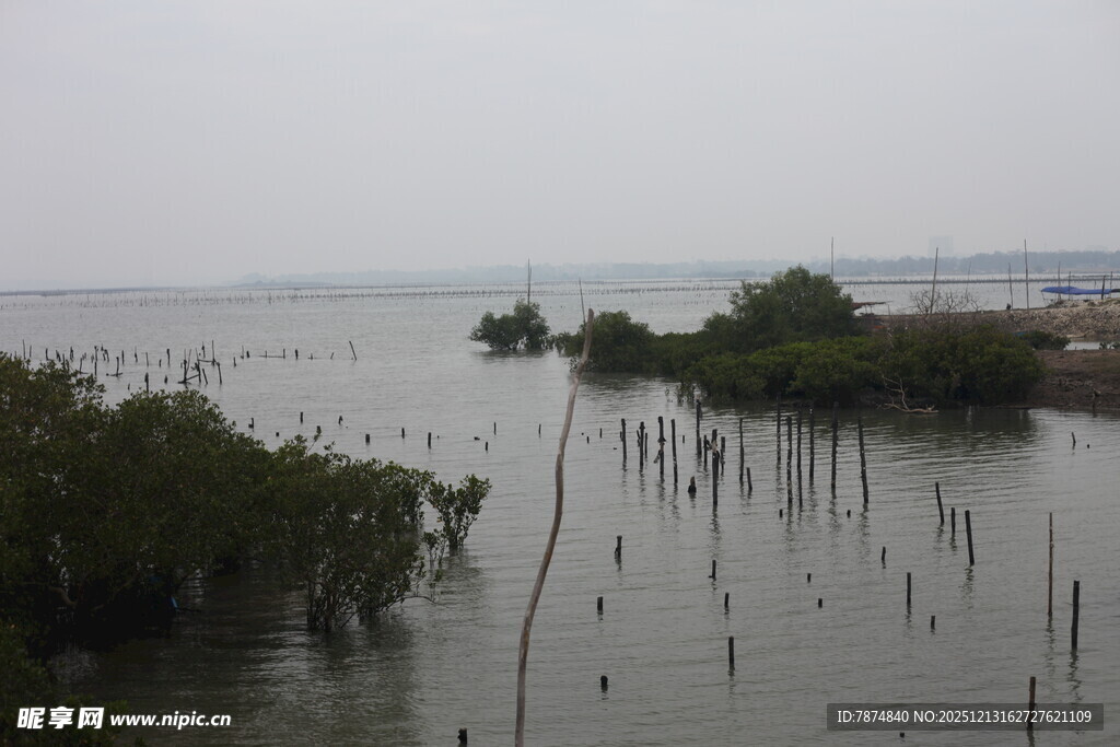 海边红树林景观