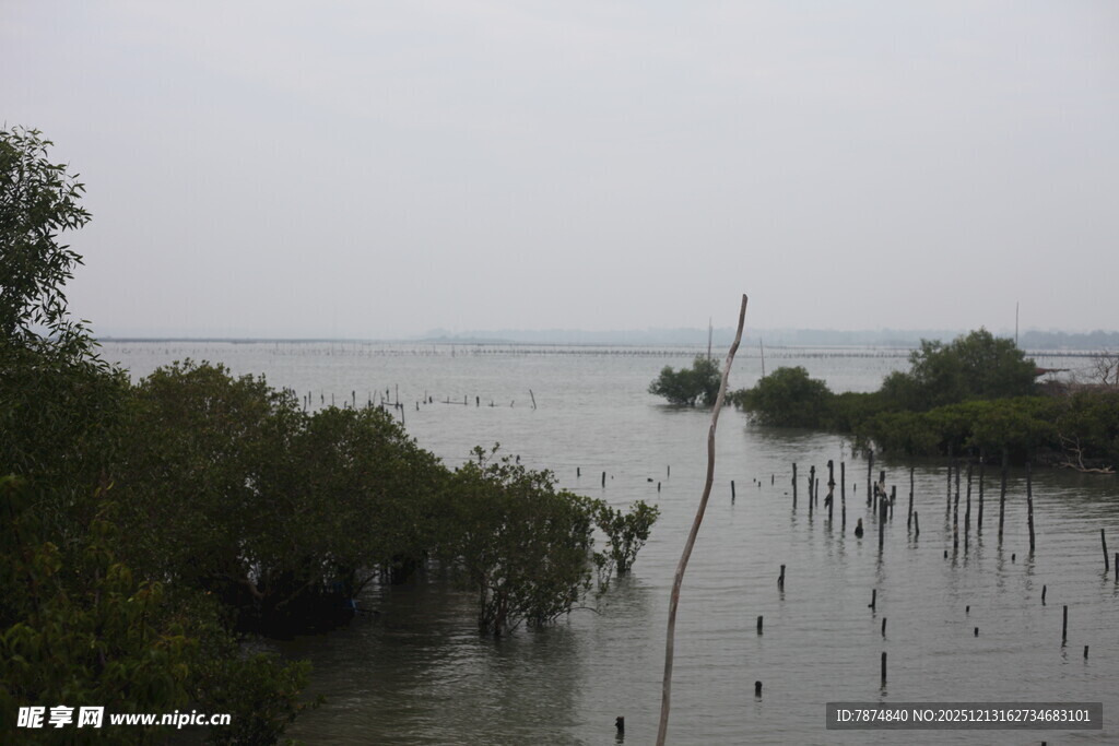 湿地红树林景观