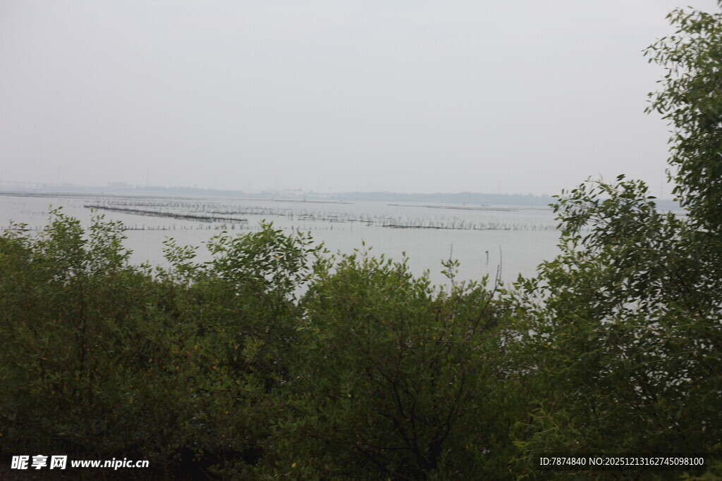 林间远眺朦胧水域景色