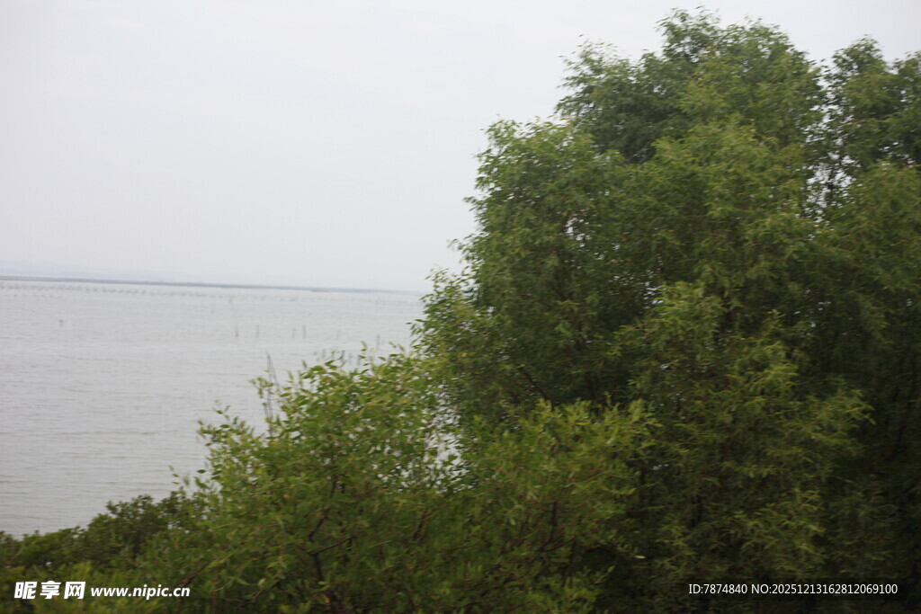 湖畔绿树景观