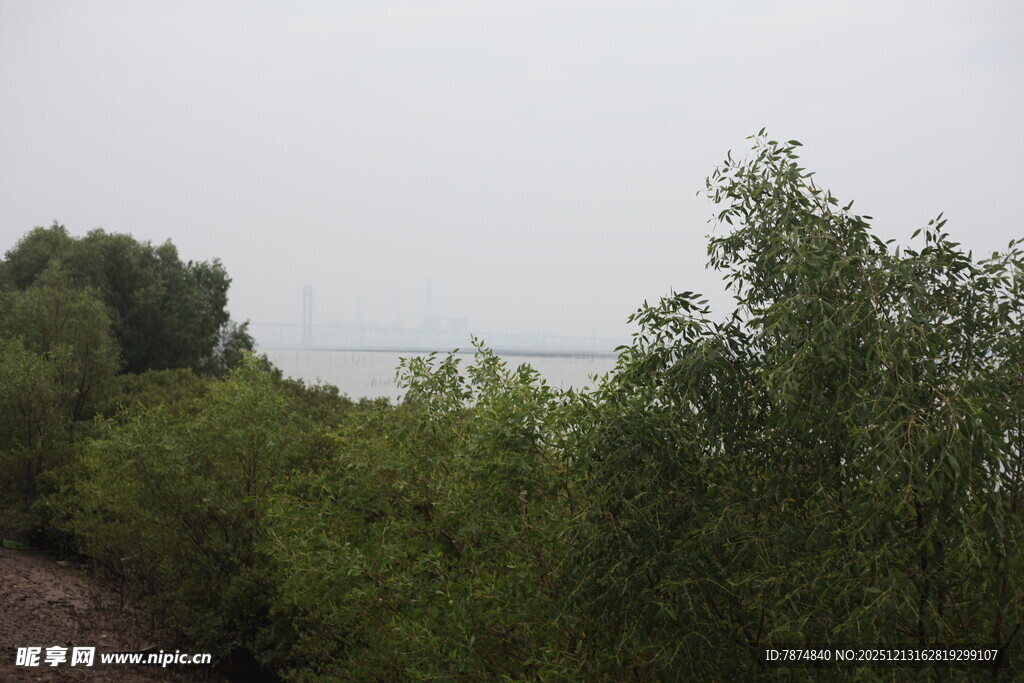 湖畔葱郁植被景观