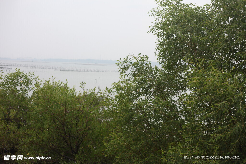 林间远眺朦胧水域景色
