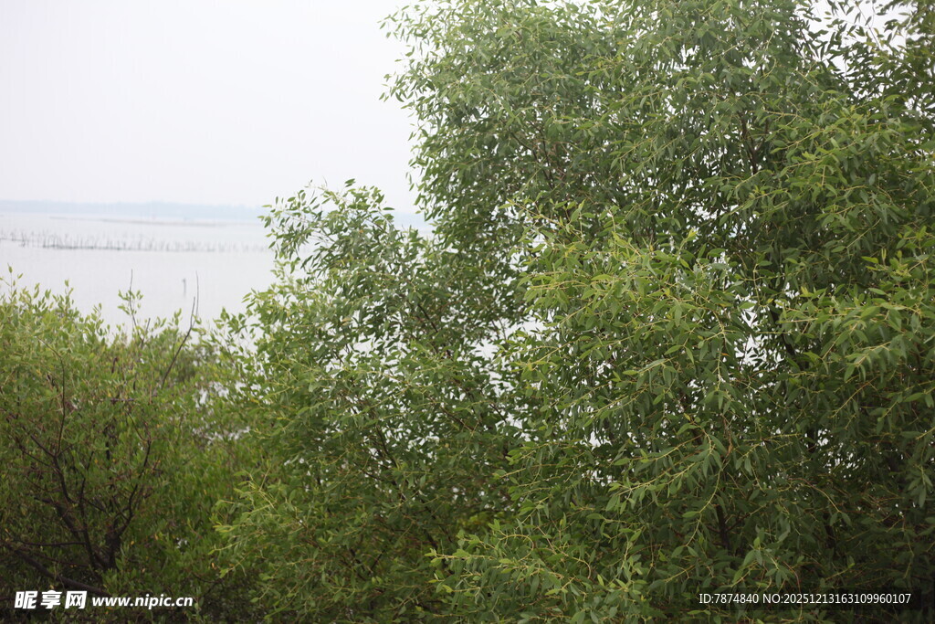 绿意盎然的树林与远景