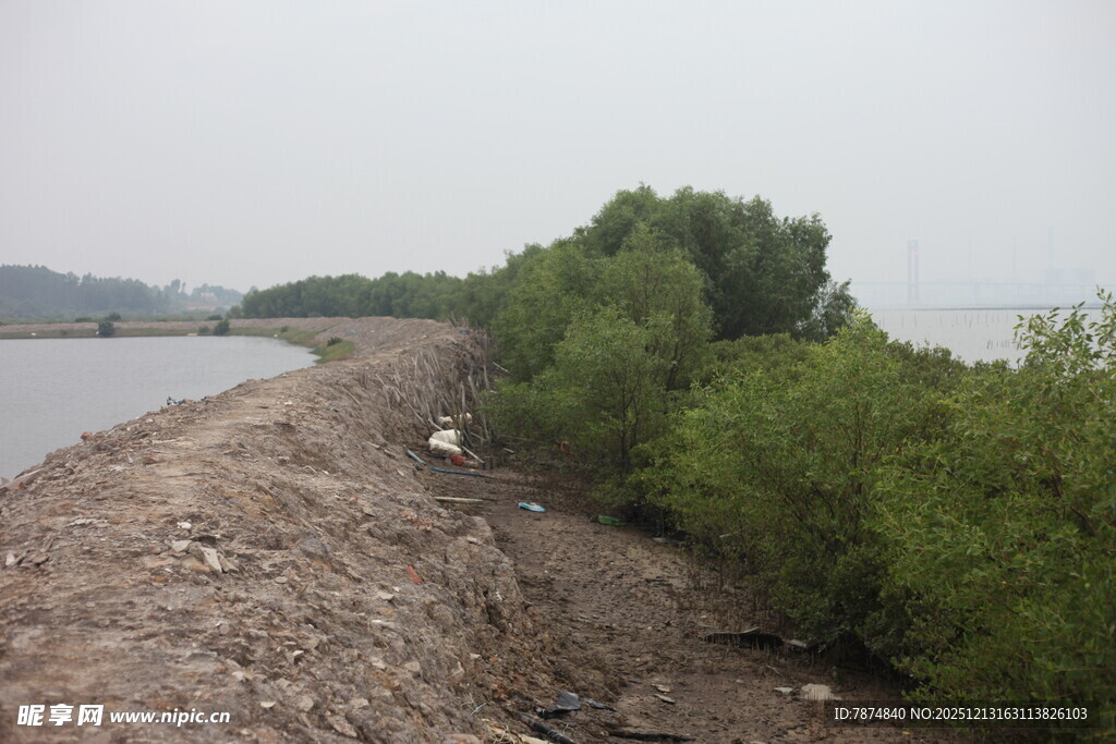 河岸旁的植被与裸露泥土