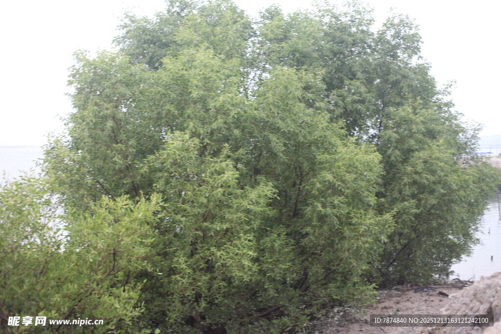 岸边葱郁绿树景观