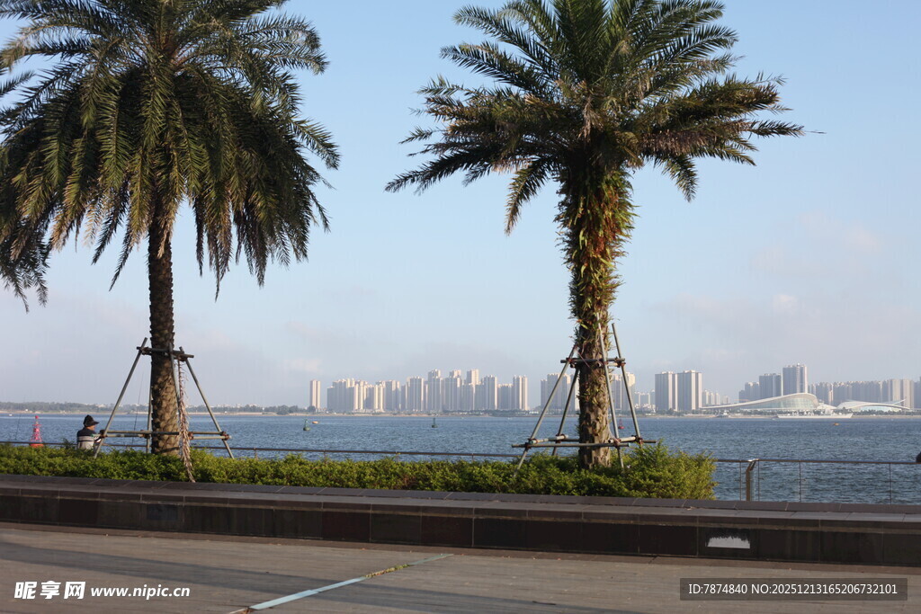 公路旁的棕榈树与城市远景