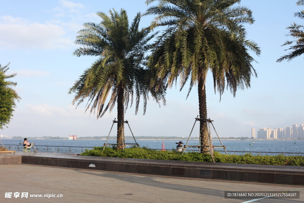 海滨道路旁的高大棕榈树