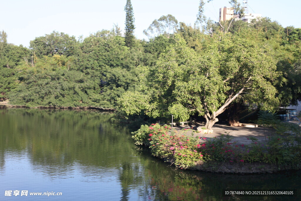 湖畔绿树成荫的静谧风光