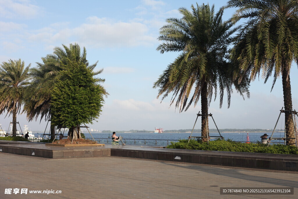海滨步道旁的葱郁棕榈树