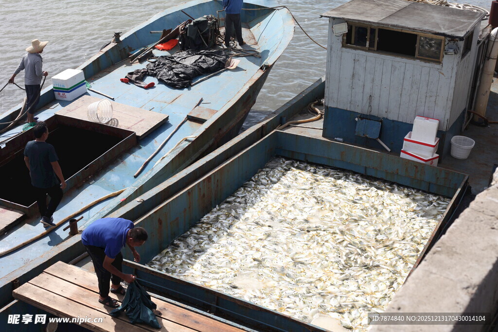 工人码头装卸鱼货