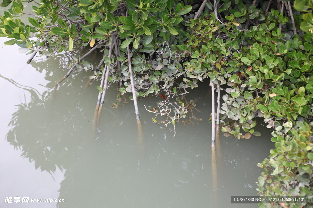 水边繁茂的绿色红树林