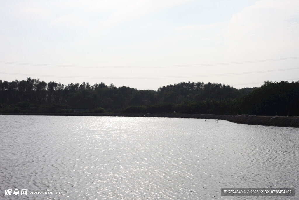 宁静湖面与远处树林