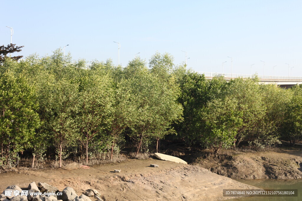 河岸茂密树林景观