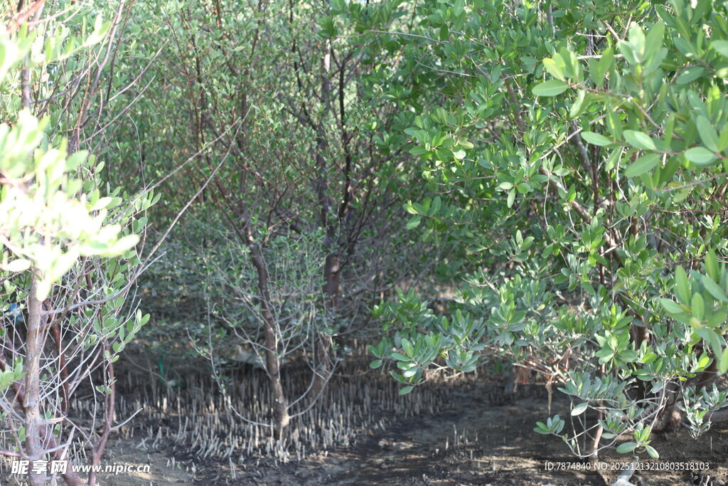 茂密树林中的自然景象