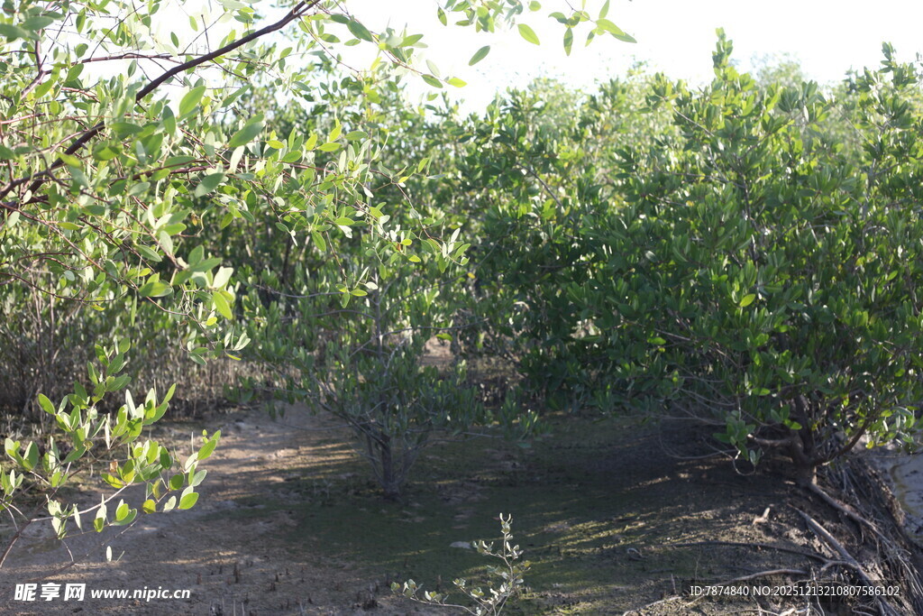 林间小道绿意盎然的景致