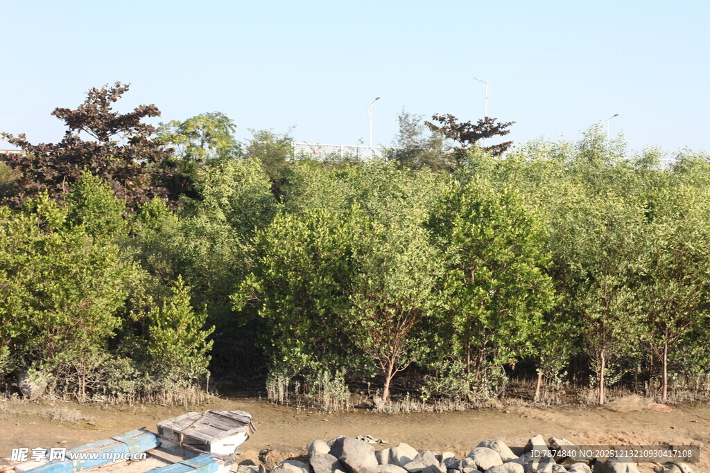 绿意盎然的树林景观