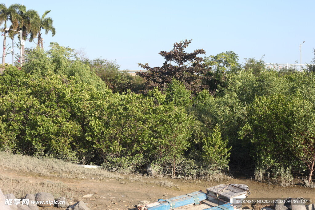 户外绿树环绕的开阔场景