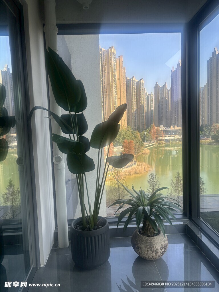 窗边绿植与城市景观