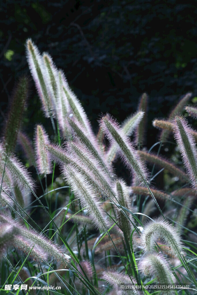 狼尾草 