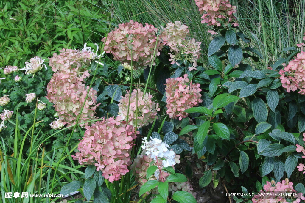 绣球花  