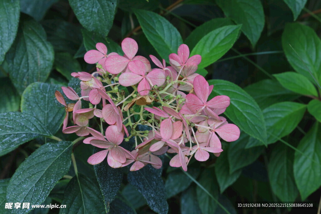 绣球花  