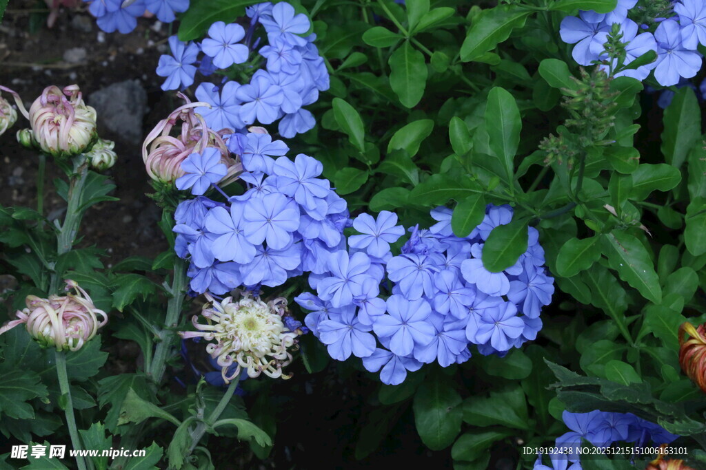 蓝雪花  