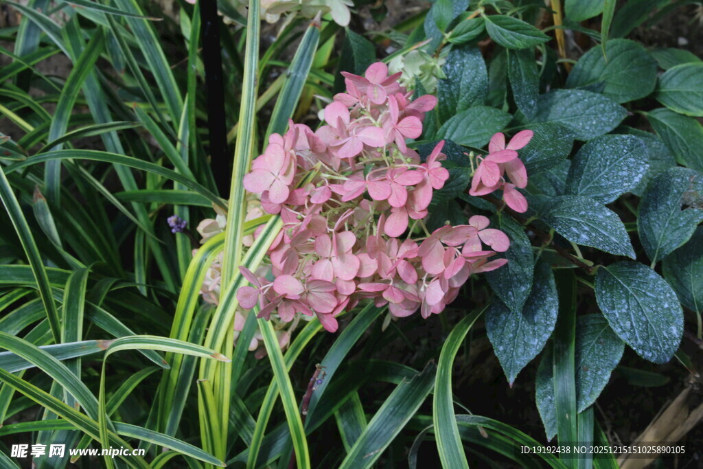 绣球花 