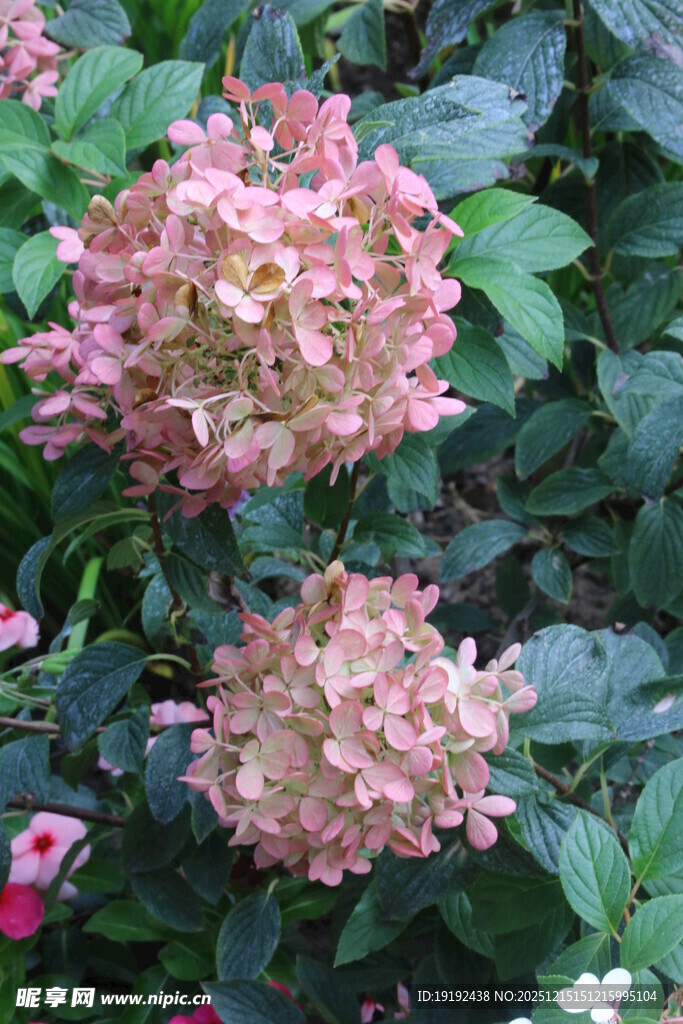 绣球花 