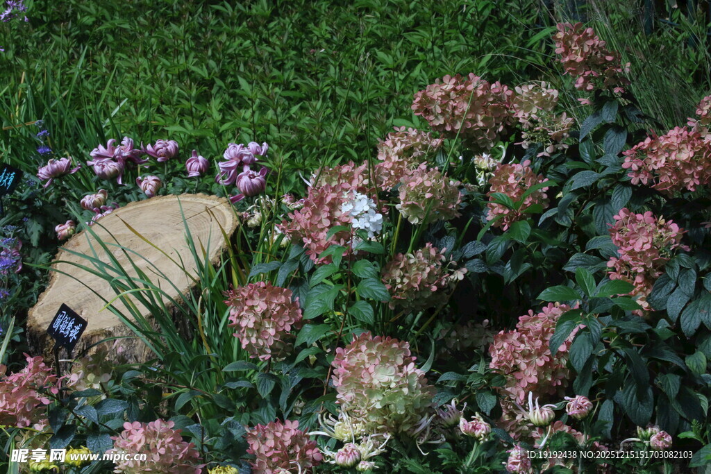 绣球花 