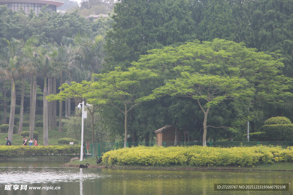 湖畔绿树成荫景致 厦门大学