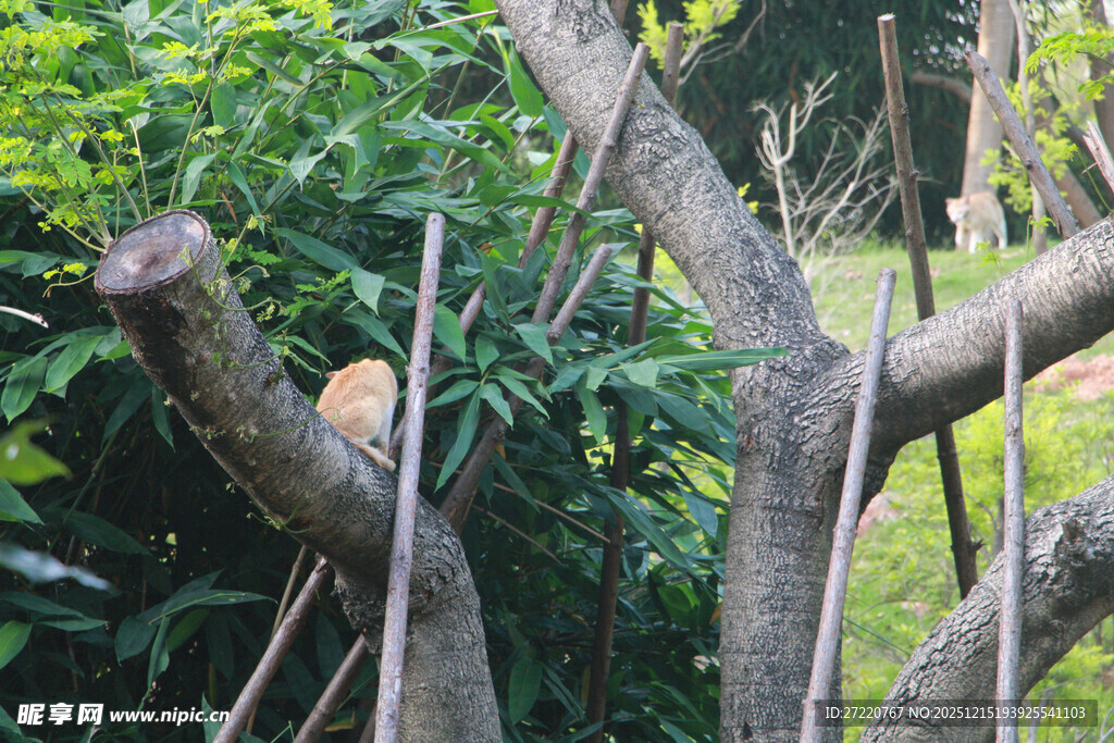 树枝上休憩的橘猫