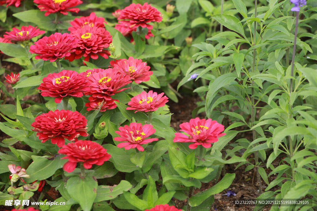 鲜艳红色百日菊绽绿叶间