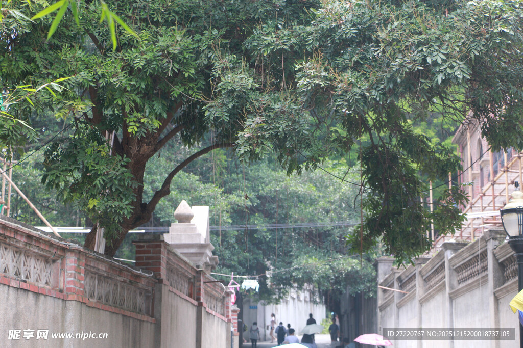 厦门鼓浪屿小巷绿树间的静谧景象