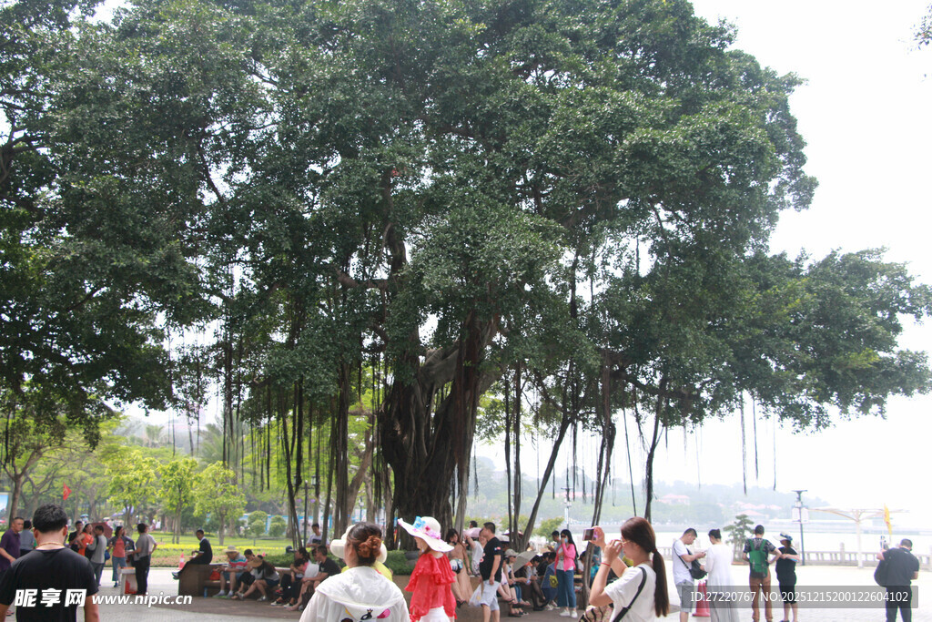厦门鼓浪屿古树下的热闹人群