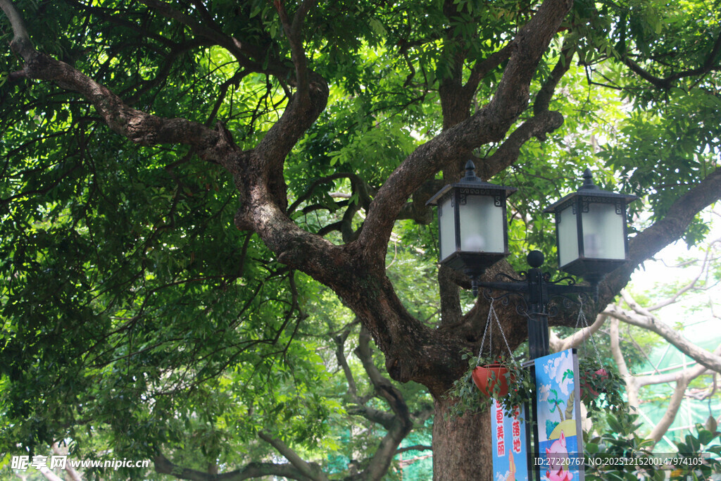 厦门鼓浪屿绿荫下的复古路灯