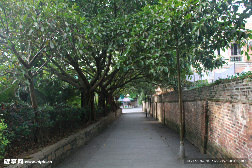 林荫小道 静 厦门