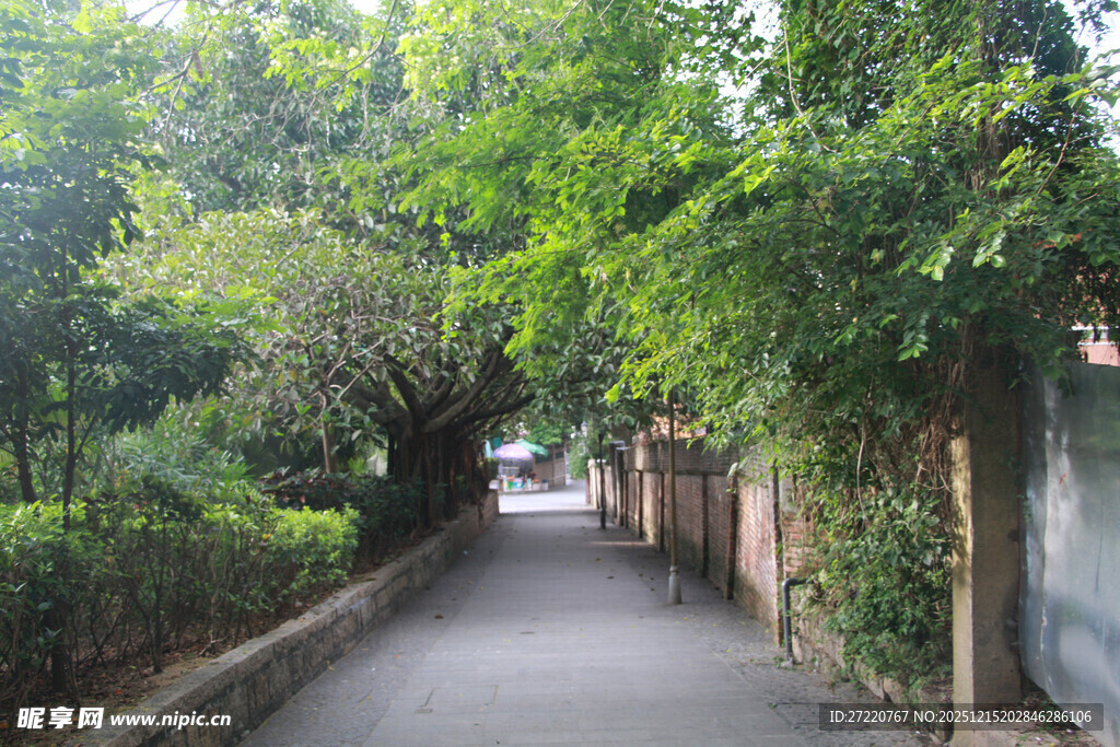 厦门鼓浪屿 绿荫覆盖的幽静小巷