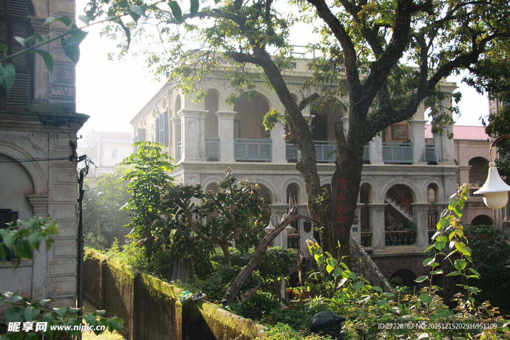 厦门鼓浪屿古典庭院中的繁茂大树