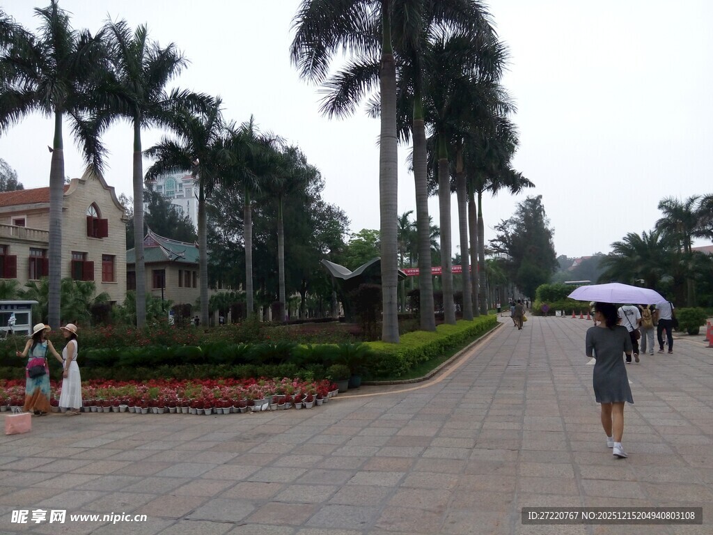 漫步林荫道的撑伞行人 厦门