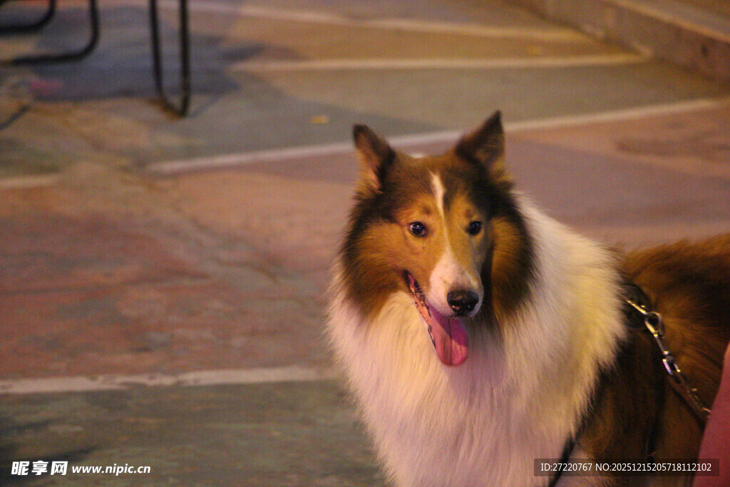 可爱苏格兰牧羊犬户外瞬间