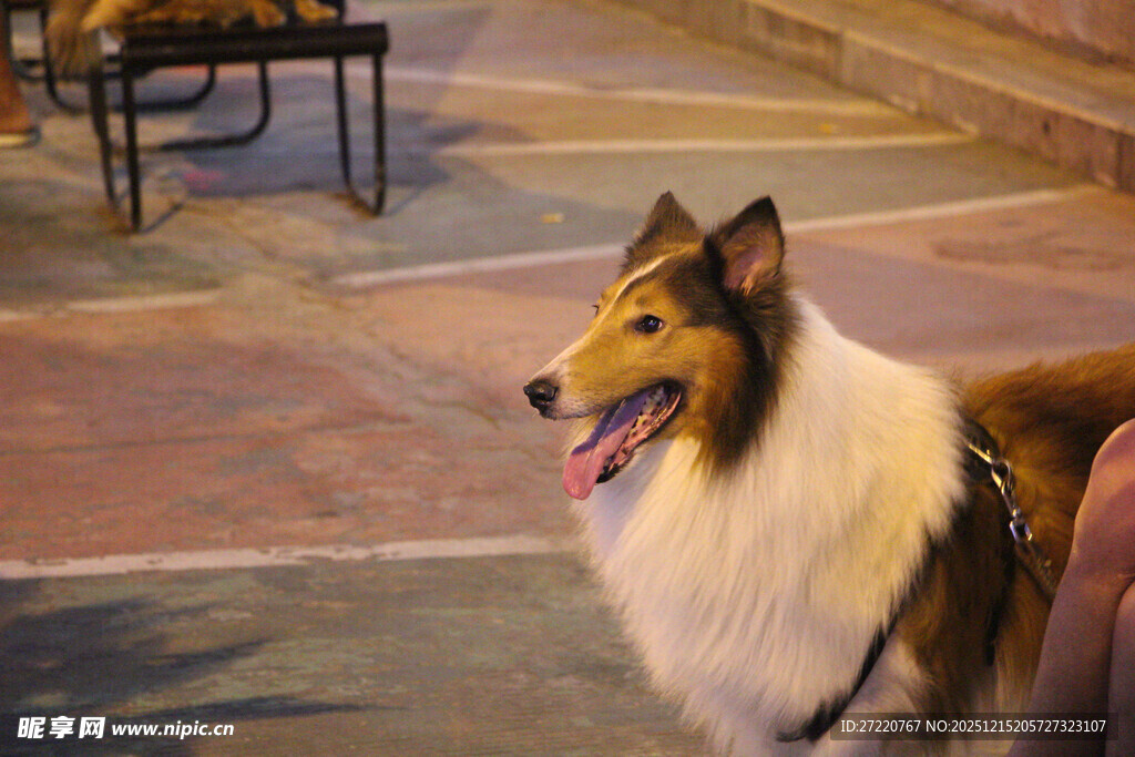 可爱牧羊犬户外惬意模样