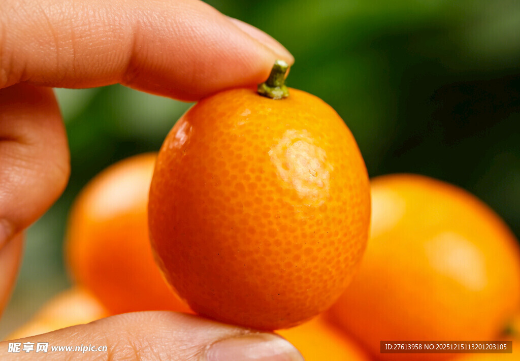 手拿金桔
