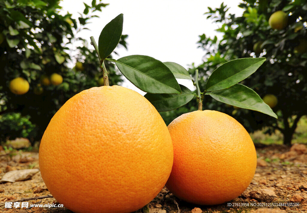 果园中的橙子